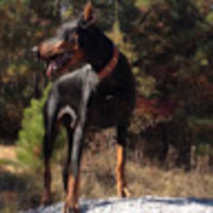 Meet your Posher, Bailey